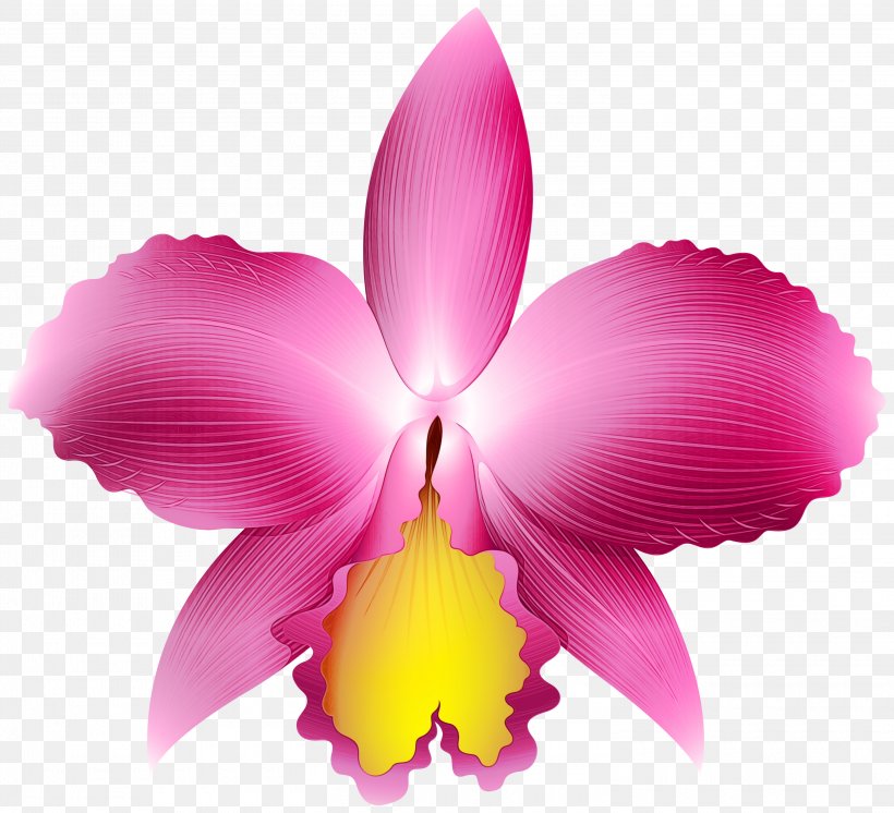 Flowering Plant Petal Flower Cattleya Labiata Pink, PNG, 3000x2730px, Watercolor, Cattleya Labiata, Christmas Orchid, Flower, Flowering Plant Download Free