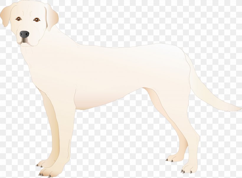 Labrador Retriever Dog Breed Puppy Sporting Group, PNG, 4253x3137px, Labrador Retriever, Animal, Breed, Canidae, Carnivora Download Free