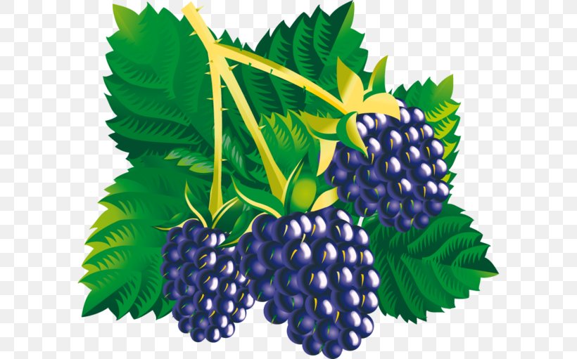 Mulberry Amora Blackberry, PNG, 600x511px, Mulberry, Amora, Berry, Bilberry, Blackberry Download Free
