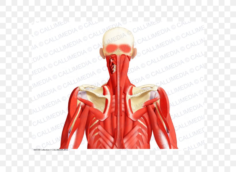 Muscular System Muscle Posterior Triangle Of The Neck Head And Neck Anatomy Human Body, PNG, 600x600px, Watercolor, Cartoon, Flower, Frame, Heart Download Free
