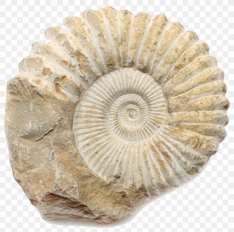 Ammonites Fossil Limestone Orthoceras Calvert Cliffs State Park, PNG, 874x867px, Ammonites, Artifact, Cretaceous, Fossil, Fossil Collecting Download Free