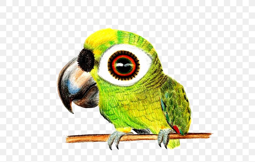 Bird Drawing Colored Pencil Sketch, PNG, 700x522px, Bird, Art, Beak, Colored Pencil, Common Pet Parakeet Download Free