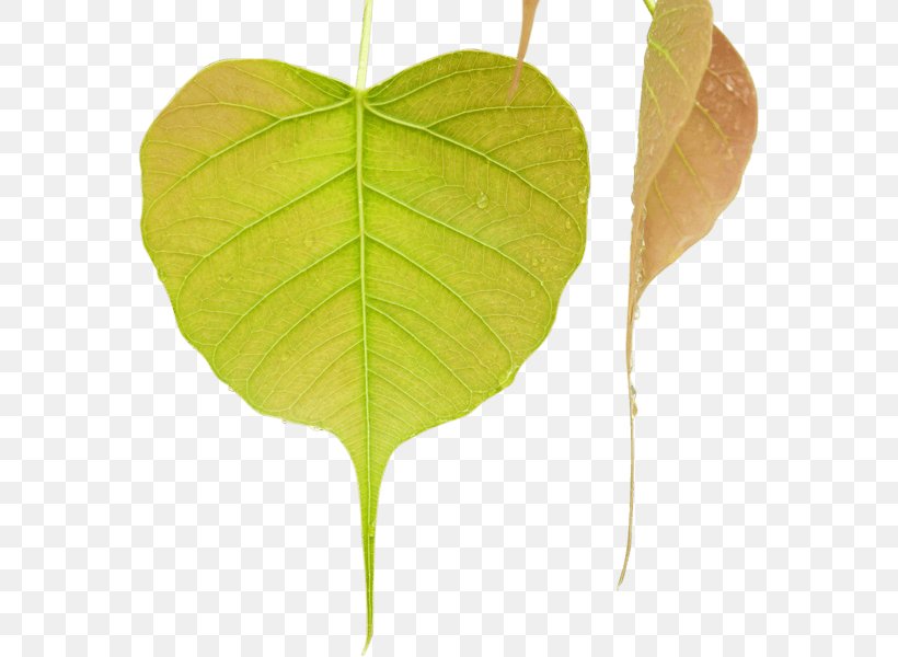 Bodhi Tree Leaf Mahamevnawa Buddhist Monastery Shraddha TV Image, PNG, 567x600px, Bodhi Tree, Anthurium, Botany, Flower, Flowering Plant Download Free