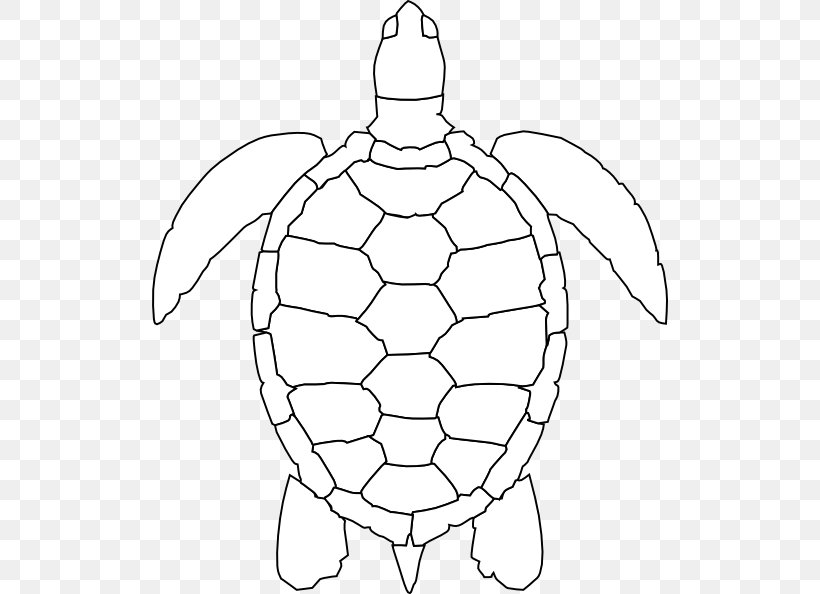 green sea turtle shell drawing