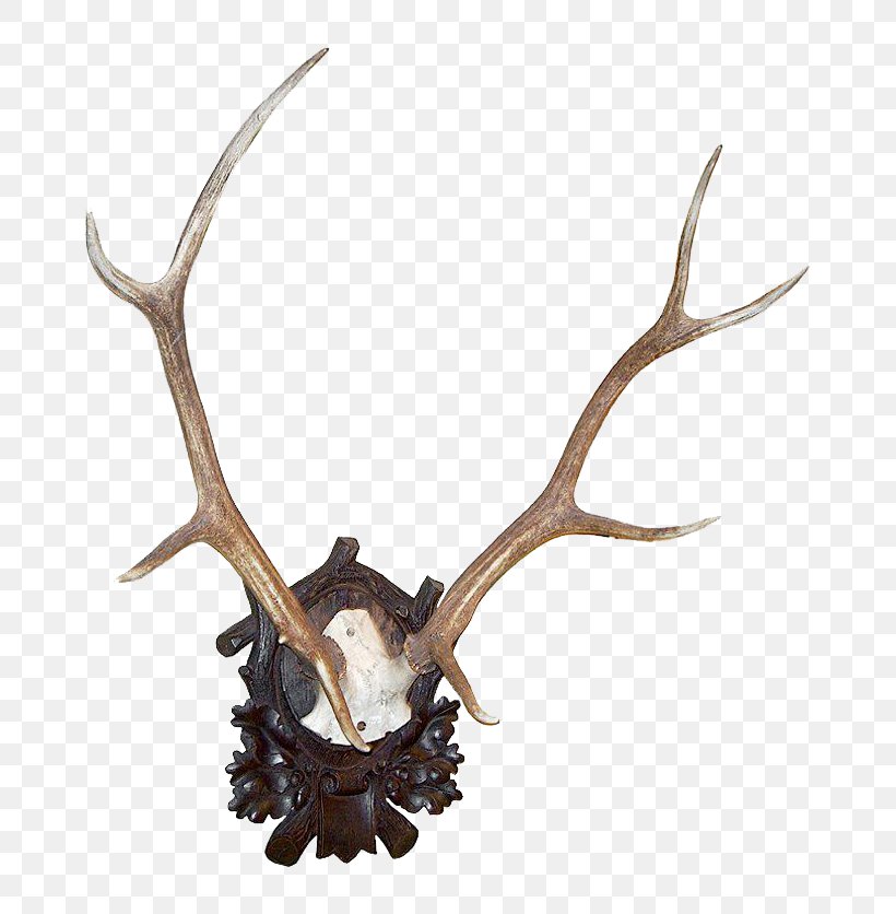 Antler Roe Deer Elk White-tailed Deer, PNG, 741x836px, Antler, Commemorative Plaque, Deer, Deer Hunting, Elk Download Free