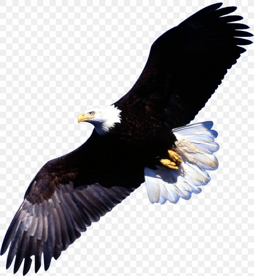 Bald Eagle Bird Desktop Wallpaper Image, PNG, 1000x1085px, Bald Eagle, Accipitridae, Accipitriformes, Beak, Bird Download Free