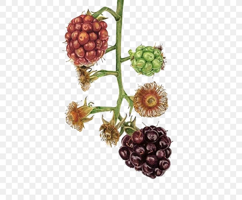 Blackberry Watercolor Painting Art Illustration, PNG, 500x678px, Watercolor Painting, Art, Artist, Berry, Blackberry Download Free