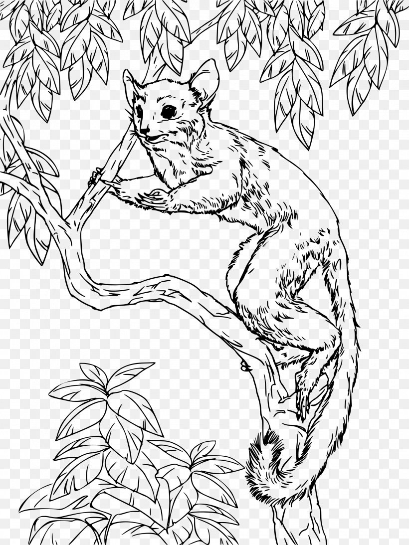 Galago Coloring Book Hare Clip Art, PNG, 1800x2400px, Galago, Animal, Art, Black And White, Branch Download Free