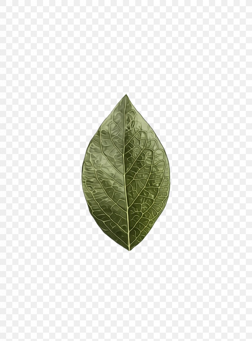 Green Leaf, PNG, 1720x2324px, Watercolor, Anthurium, Bay Leaf, Flower, Green Download Free