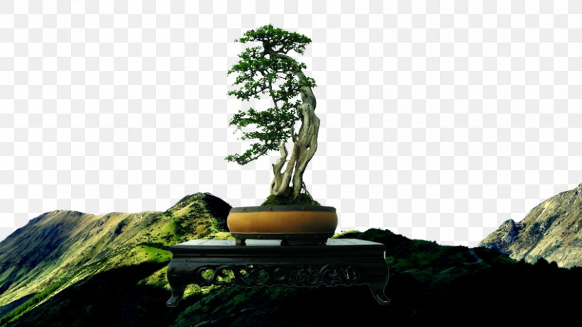 Pine Bonsai Tree, PNG, 850x478px, Pine, Advertising, Bonsai, Business, Feng Shui Download Free