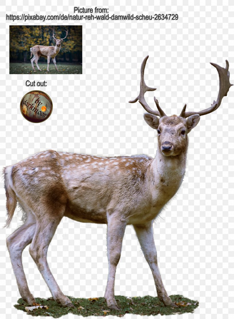 Roe Deer Antler, PNG, 1600x2182px, Deer, Antler, Art, Drawing, Elk Download Free