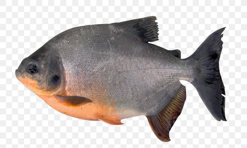 Tambaqui Fish Pacu Orinoco Piaractus Brachypomus, PNG, 808x492px, Tambaqui, Aquaculture, Bony Fish, Brycon, Fauna Download Free