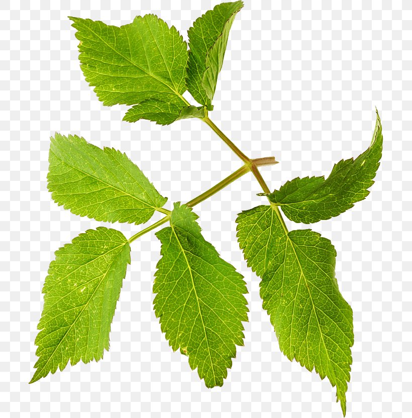 Herbalism Leaf Tree, PNG, 707x832px, Herbalism, Herb, Leaf, Plant, Tree Download Free