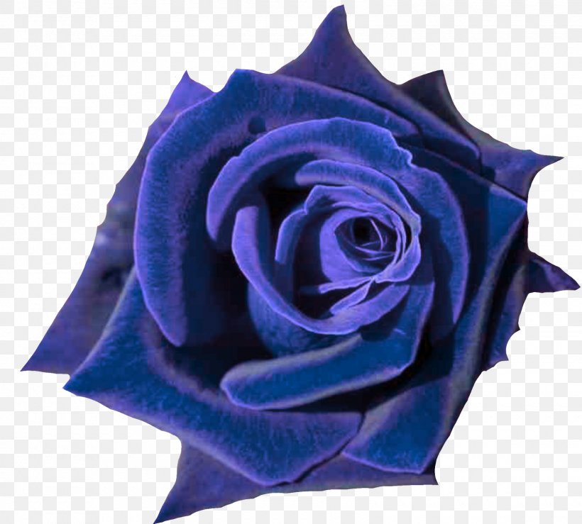 Rose Desktop Wallpaper Flower Bouquet, PNG, 1600x1442px, 4k Resolution, 8k Resolution, Rose, Blue, Blue Rose Download Free