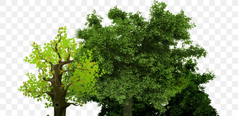 Stock Photography Tree English Oak Crown, PNG, 695x401px, Stock Photography, Arborist, Biome, Branch, Crown Download Free