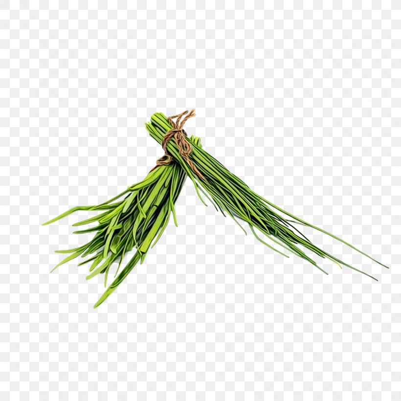 Welsh Onion Plant Stem Leaf Vegetable Herb Vegetable, PNG, 1440x1440px, Watercolor, Allium, Biology, Commodity, Grasses Download Free