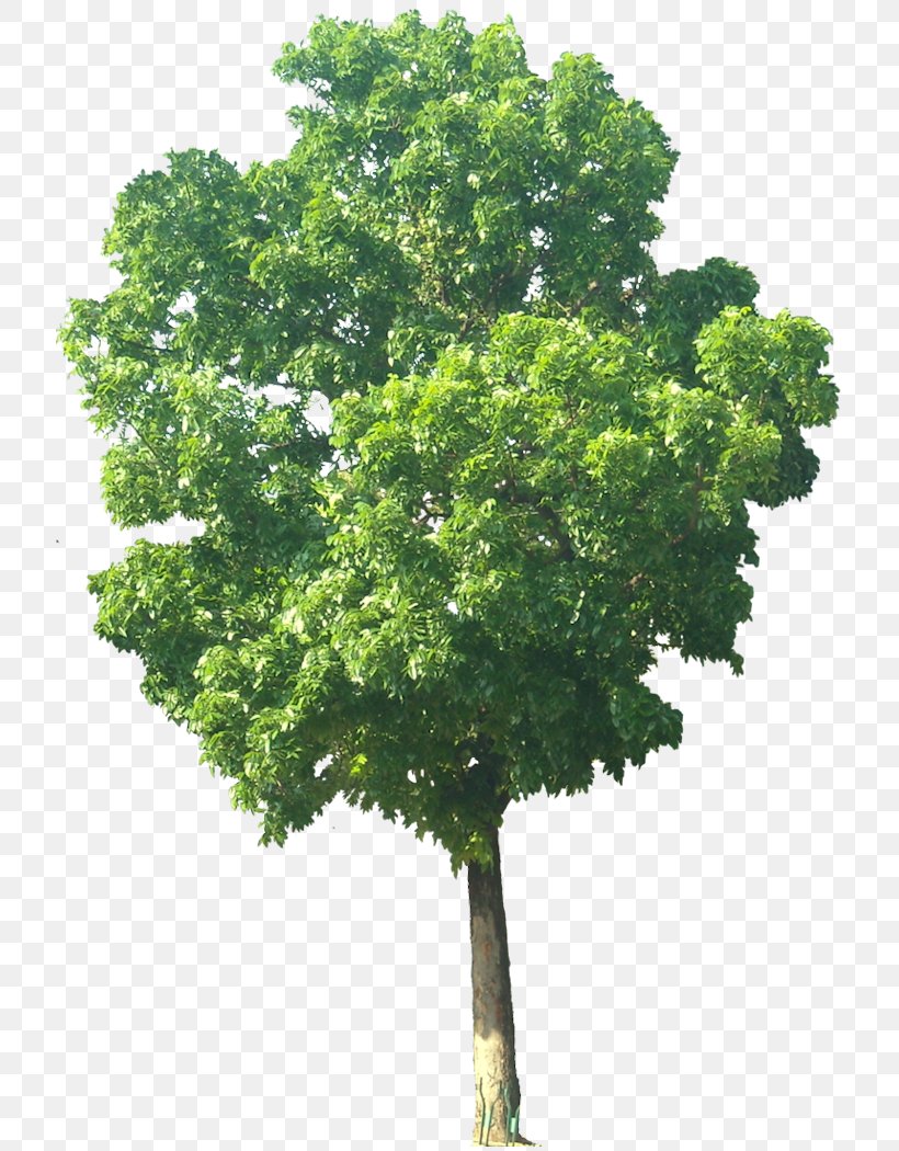 India Swietenia Macrophylla Swietenia Mahagoni Mahogany Tree, PNG, 717x1050px, India, Agriculture, Branch, Hardwood, Leaf Download Free