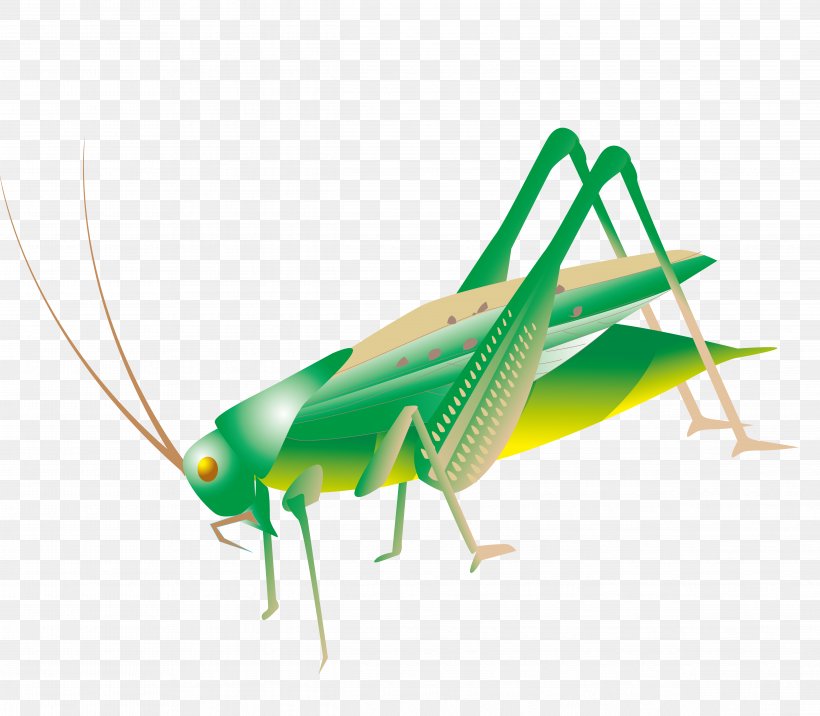 Insect Grasshopper Clip Art, PNG, 4867x4255px, Insect, Arthropod, Cricket, Cricket Like Insect, Grass Download Free
