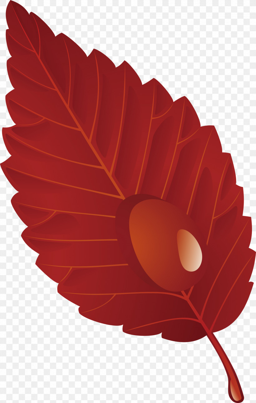 Leaf Red Plant Tree Flower, PNG, 1908x3000px, Leaf, Flower, Petal, Plant, Red Download Free