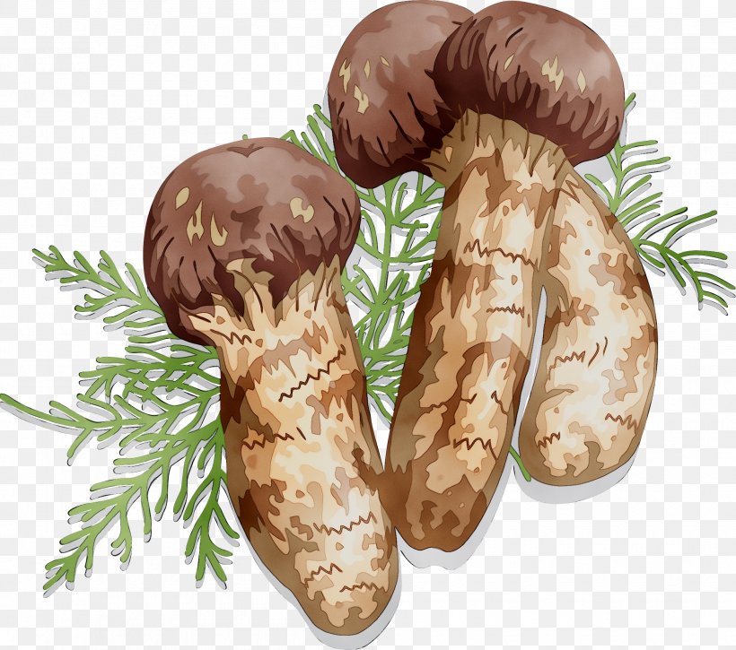 Matsutake, PNG, 2010x1778px, Matsutake, Andouillette, Food, Ingredient, Mushroom Download Free