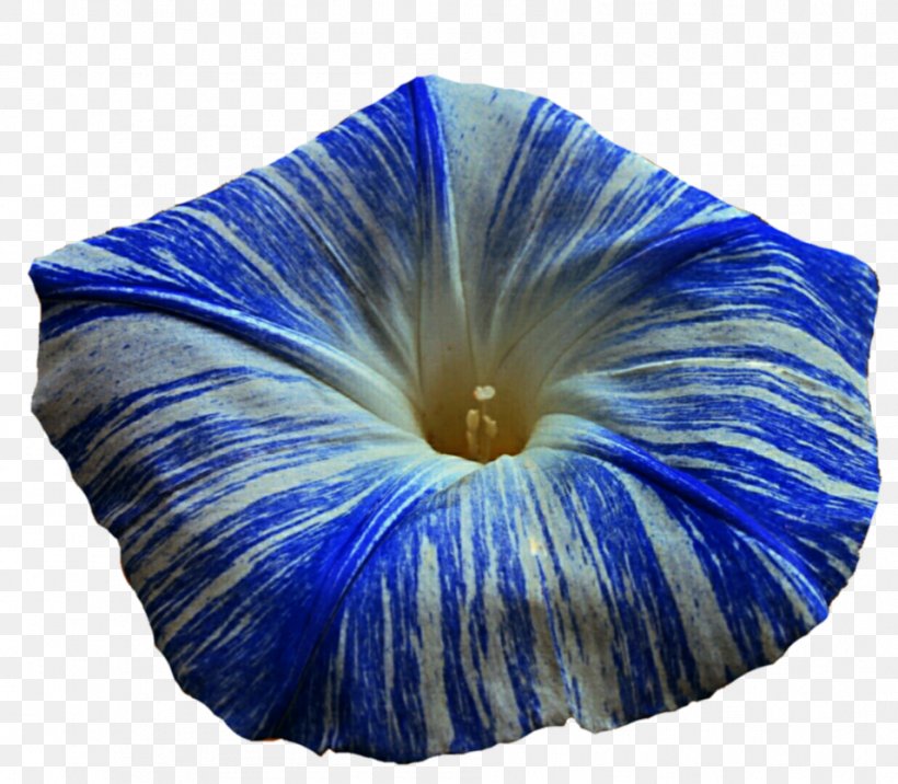Morning Glory Petal Blue Dawn Flower Common Morning-glory, PNG, 956x835px, Morning Glory, Annual Plant, Blossom, Blue, Blue Dawn Flower Download Free