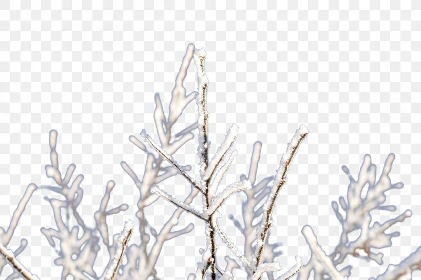 Twig Branch Ice, PNG, 1000x666px, Twig, Branch, Designer, Freezing, Frost Download Free