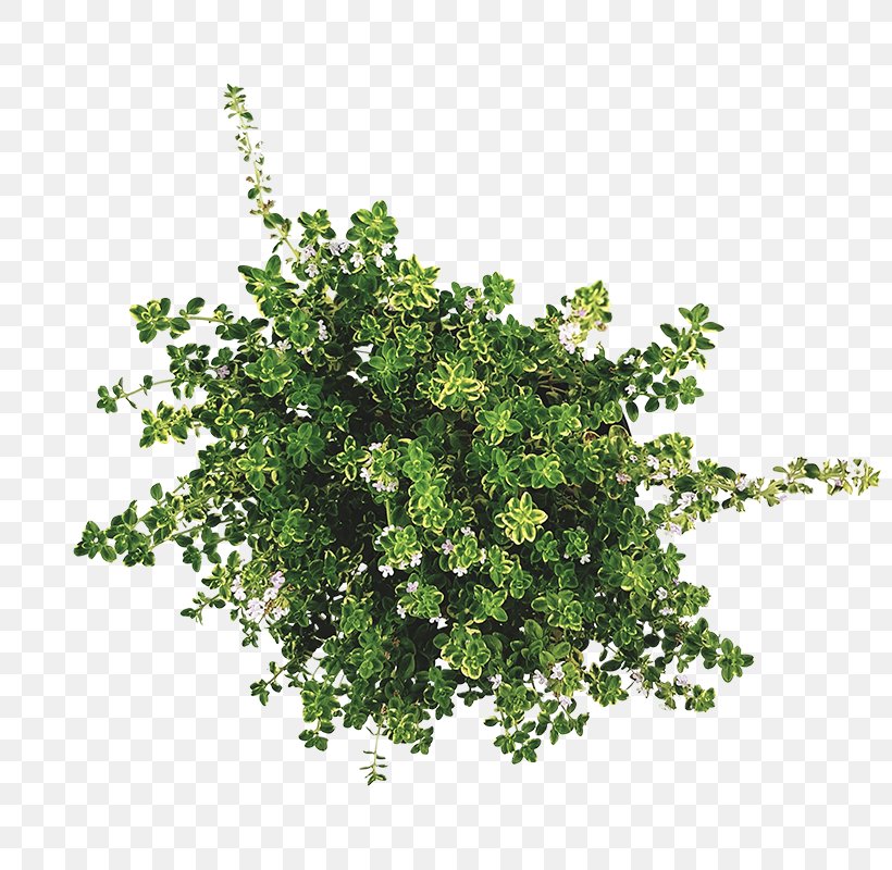 Twig Shrub Leaf Herb, PNG, 800x800px, Twig, Branch, Flowering Plant, Herb, Ivy Download Free