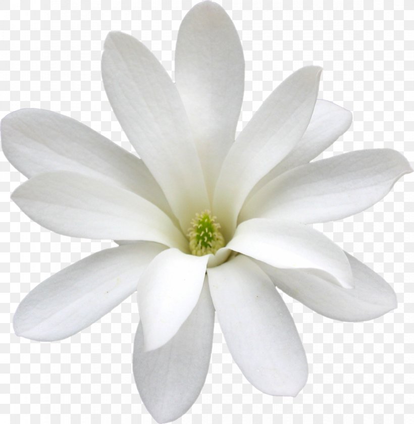 Cape Jasmine White Arabian Jasmine Flower Petal, PNG, 1171x1200px, Cape Jasmine, Arabian Jasmine, Black And White, Flower, Flowering Plant Download Free