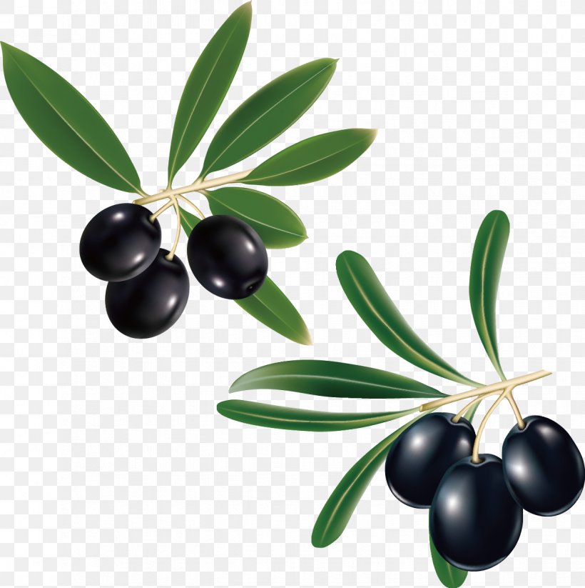 Olive Branch Olive Leaf Clip Art, PNG, 1236x1242px, Olive, Berry, Bilberry, Branch, Chokeberry Download Free