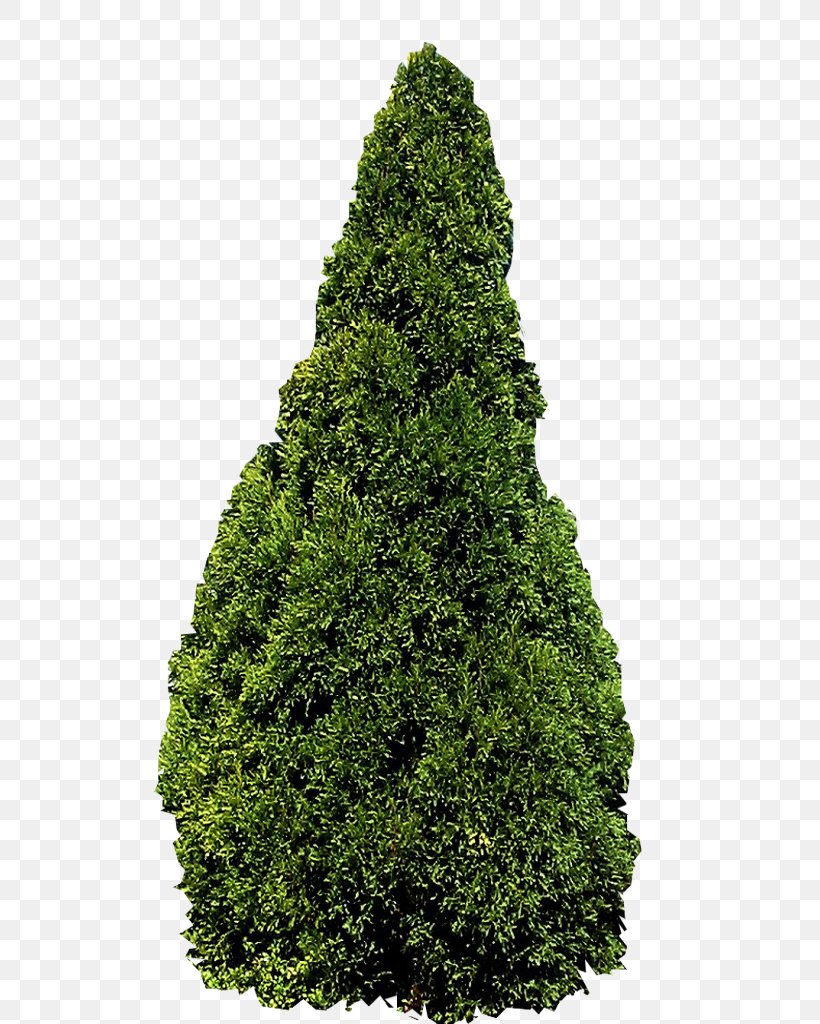 Tree Conifers Evergreen Fir Shrub, PNG, 512x1024px, Tree, Biome, Box, Christmas Tree, Conifer Download Free