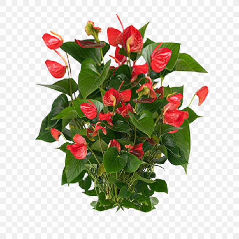 Anthurium Andraeanum Flamingo Flower Houseplant, PNG, 1024x1024px, Anthurium Andraeanum, Artificial Flower, Arum, Cut Flowers, Floral Design Download Free