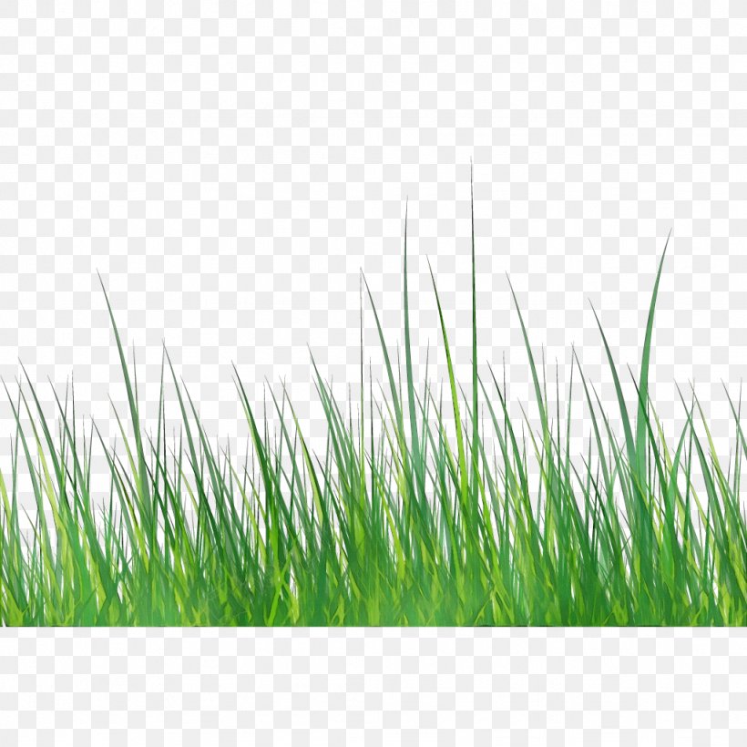 Green Grass Background, PNG, 1024x1024px, Watercolor, Chrysopogon Zizanioides, Fescues, Fodder, Grass Download Free
