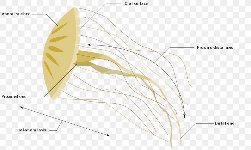 Jellyfish Comb Jellies Anatomical Terms Of Location As Organism, PNG, 1100x661px, Watercolor, Cartoon, Flower, Frame, Heart Download Free