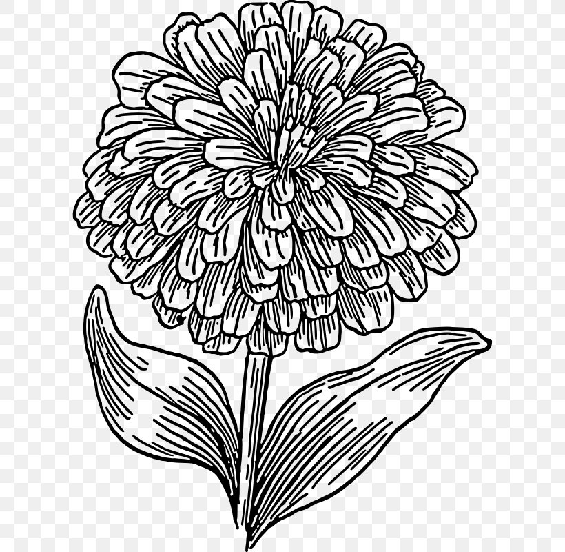 Zinnia Elegans Drawing Black And White Clip Art, PNG, 610x800px, Zinnia Elegans, Art, Artwork, Black And White, Chrysanths Download Free