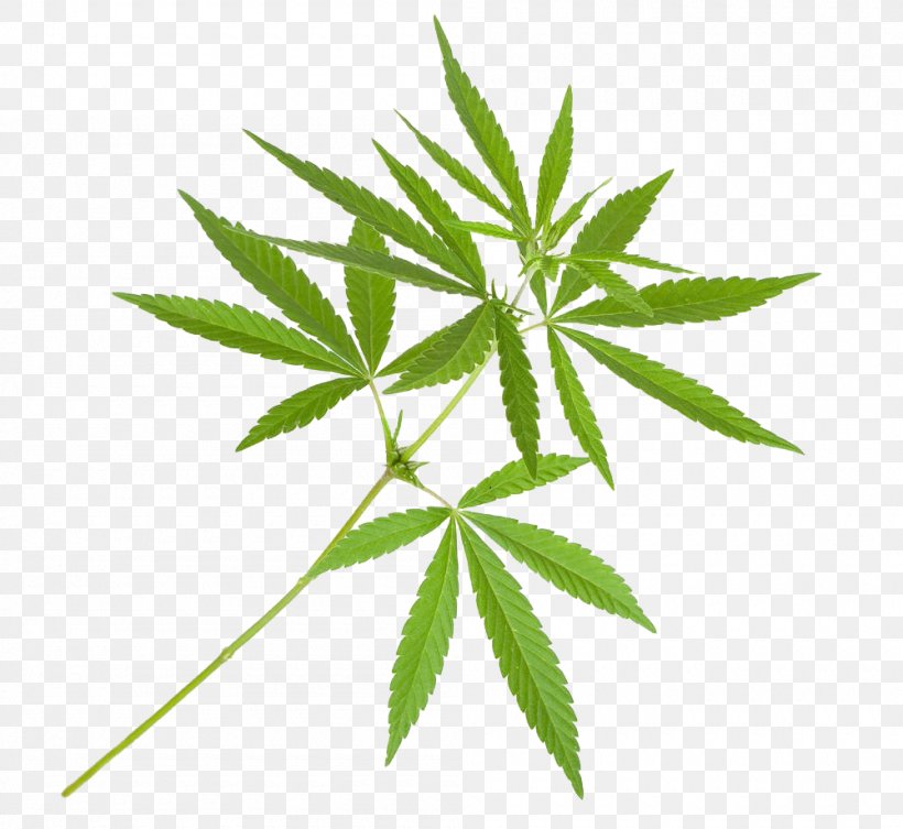 Cannabis Sativa Marijuana Plant Cannabis Cultivation, PNG, 1000x919px, Cannabis Sativa, Cannabidiol, Cannabis, Cannabis Cultivation, Grass Download Free