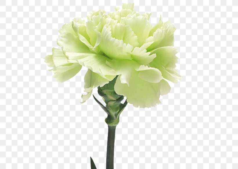 The Green Carnation Yellow Flower, PNG, 559x580px, Carnation, Artificial Flower, Cut Flowers, Flower, Flowering Plant Download Free