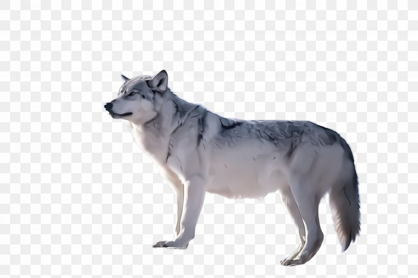 Dog Siberian Husky Wolfdog Czechoslovakian Wolfdog Saarloos Wolfdog, PNG, 2448x1632px, Dog, Czechoslovakian Wolfdog, Saarloos Wolfdog, Siberian Husky, Wolfdog Download Free