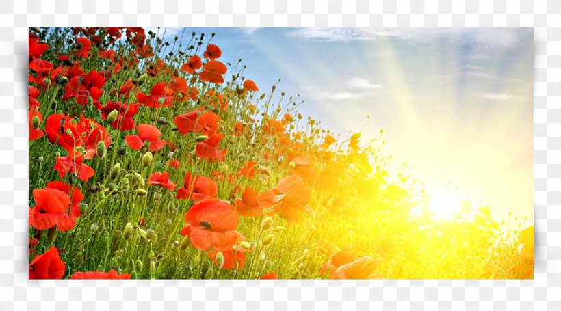 Poppy Flowers Desktop Wallpaper Painting, PNG, 900x500px, Poppy, Canvas, Common Poppy, Coquelicot, Ecoregion Download Free