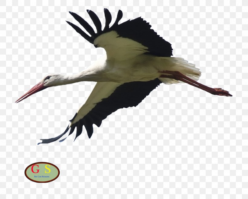 White Stork Bird Otterhound, PNG, 1000x800px, White Stork, Beak, Bird, Bird Of Prey, Boy Download Free