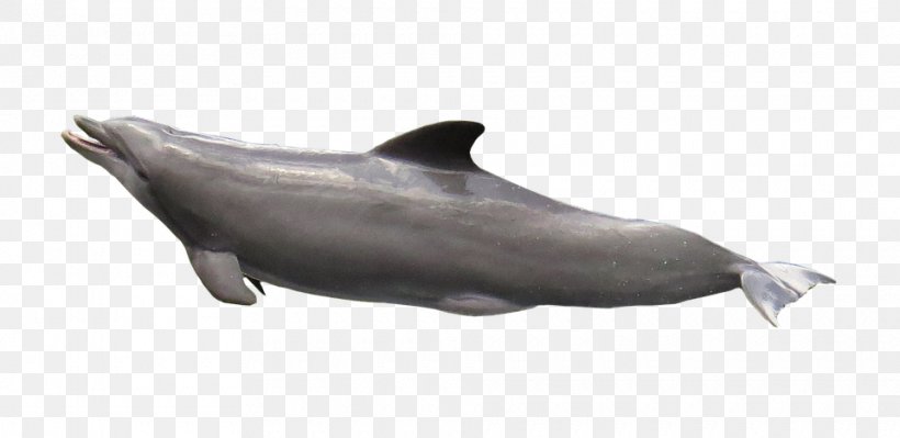 Common Bottlenose Dolphin Tucuxi Rough-toothed Dolphin Porpoise Wholphin, PNG, 960x468px, Common Bottlenose Dolphin, Bottlenose Dolphin, Cetacea, Dolphin, Fauna Download Free