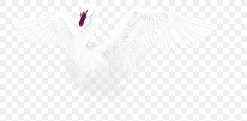 Feather Water Bird White Beak, PNG, 800x402px, Feather, Beak, Bird, Black, Black And White Download Free