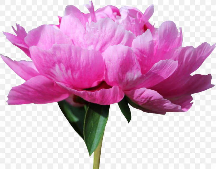 Moutan Peony, PNG, 1024x801px, Peony, Creative Work, Cut Flowers, Editing, Flower Download Free