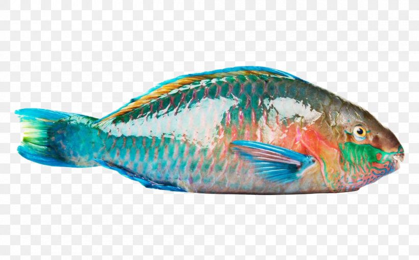 Rainbow Parrotfish Beak Coral Reef Fish, PNG, 1000x621px, Rainbow Parrotfish, Barracudas, Beak, Coral Reef, Coral Reef Fish Download Free