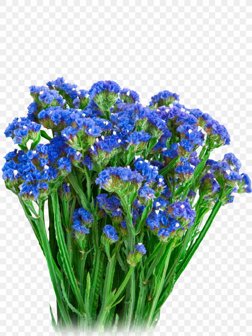 Strawflower Blue Helichrysum Arenarium Annual Plant, PNG, 2448x3264px, Strawflower, Annual Plant, Biennial Plant, Blue, Bluebonnet Download Free