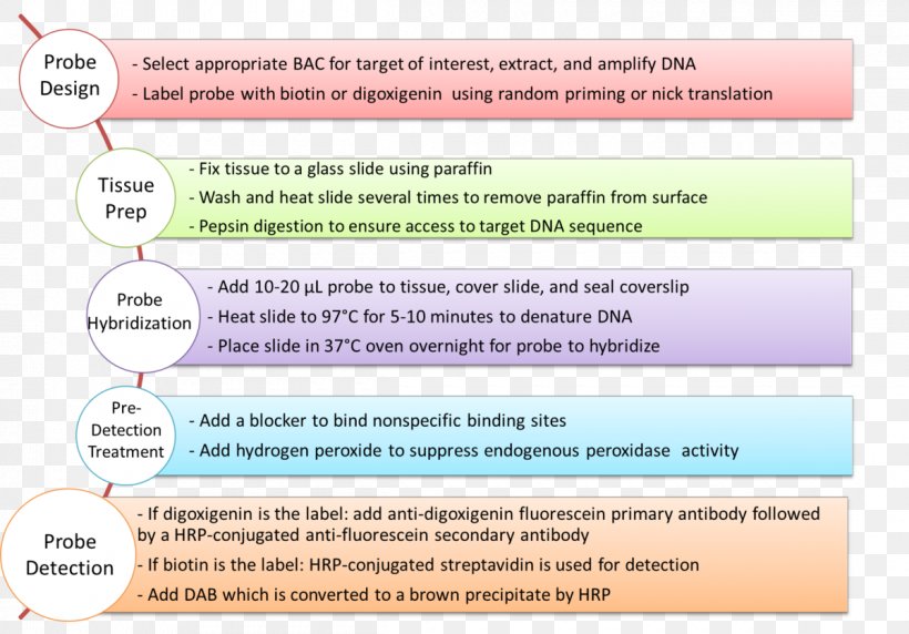 Fluorescence In Situ Hybridization Hybridization Probe Digoxigenin Nucleic Acid Hybridization, PNG, 1200x838px, In Situ Hybridization, Antibody, Area, Dna, Document Download Free