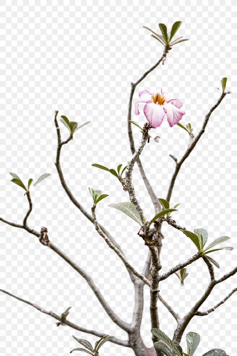 Floral Design, PNG, 1200x1800px, Plant Stem, Biology, Bud, Cut Flowers, Flora Download Free