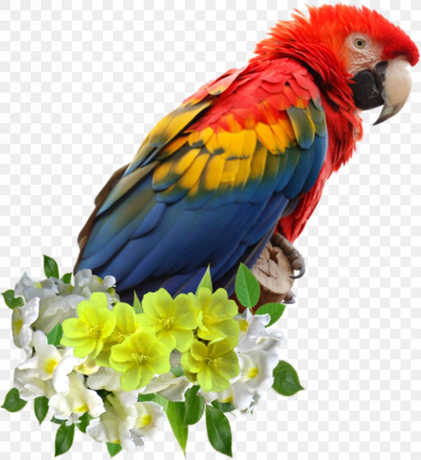 Parrot Bird Macaw Clip Art, PNG, 890x973px, Parrot, Anodorhynchus, Beak, Bird, Bird Intelligence Download Free