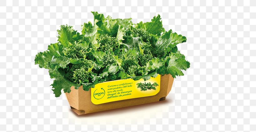 Romaine Lettuce Rapini Broccoletto Turnip Spring Greens, PNG, 640x424px, Romaine Lettuce, Brassica Rapa, Broccoletto, Chard, Cooking Download Free