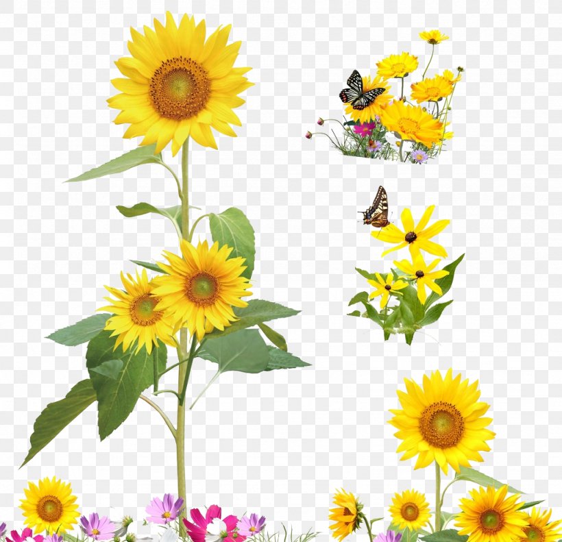 Common Sunflower Cartoon Illustration, PNG, 1024x988px, Common Sunflower, Annual Plant, Cartoon, Cut Flowers, Daisy Download Free