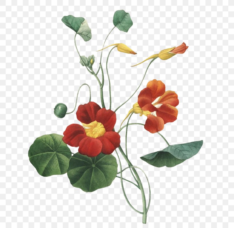 Garden Nasturtium Botanical Illustration Painting Design, PNG, 647x800px, Garden Nasturtium, Annual Plant, Art, Artificial Flower, Botanical Illustration Download Free